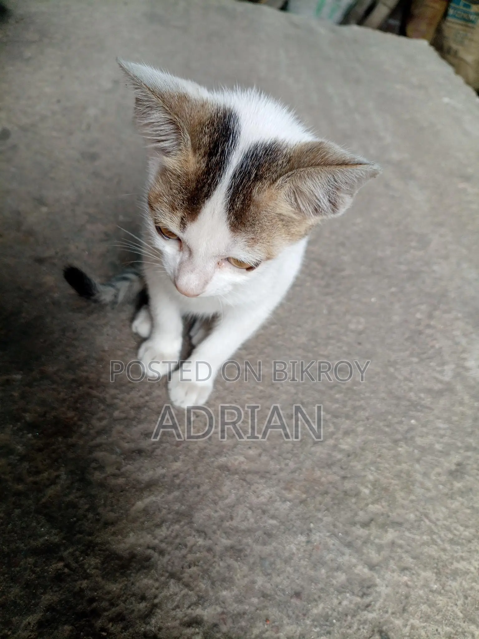 Cat for Adoption