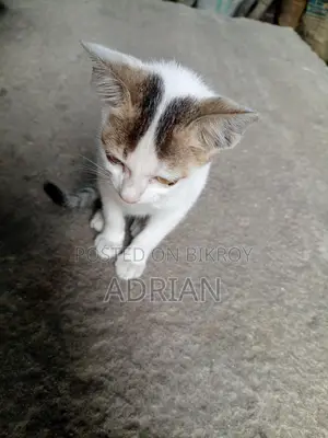 Cat for Adoption
