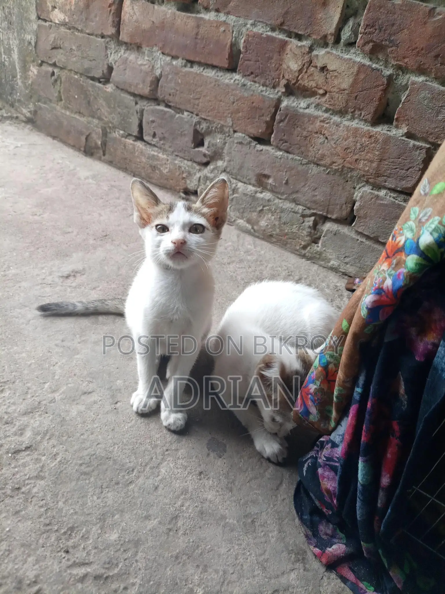 Cat for Adoption