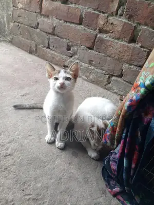 Cat for Adoption