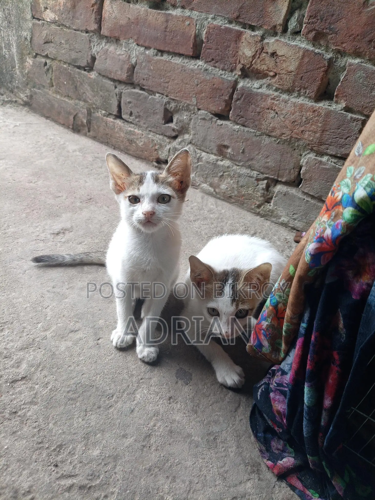 Cat for Adoption