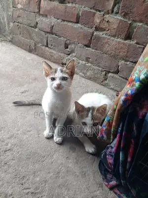 Cat for Adoption