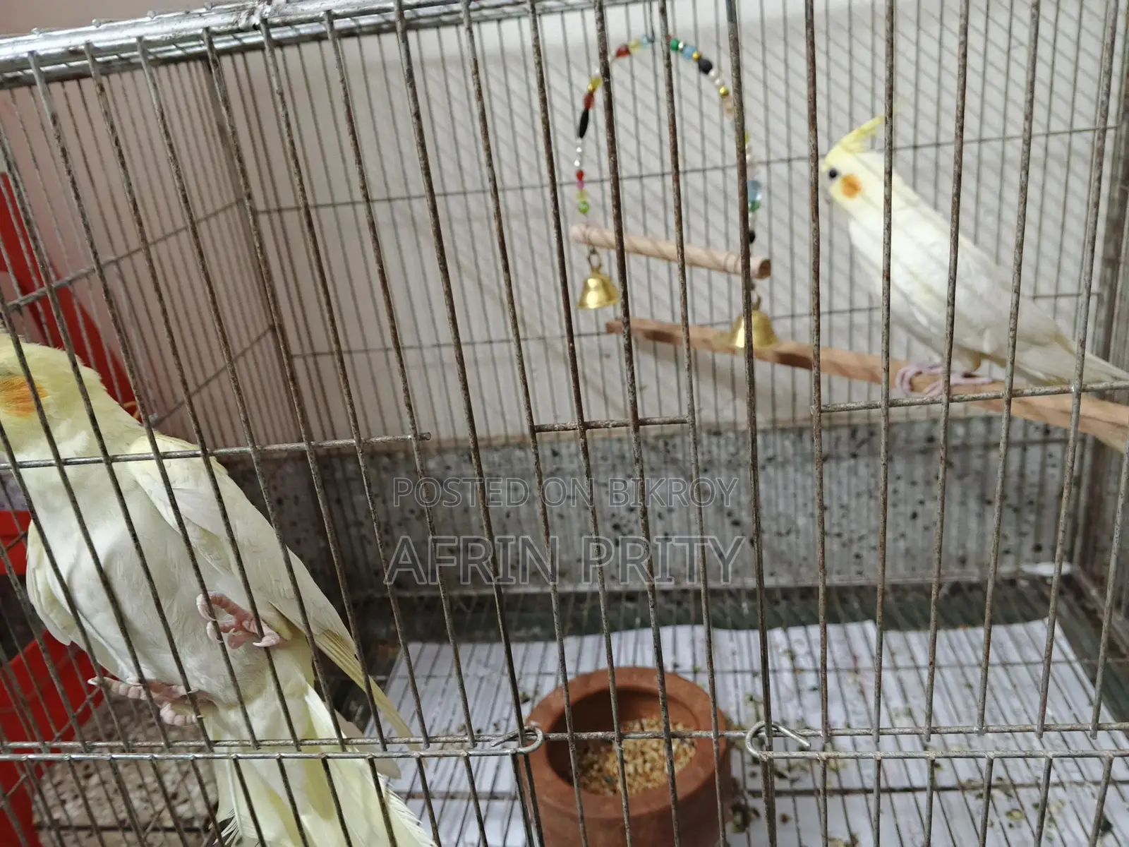 Cockatiel Bird