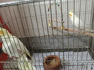 Cockatiel Bird