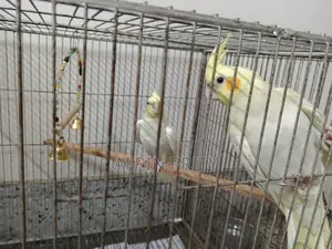 Cockatiel Bird