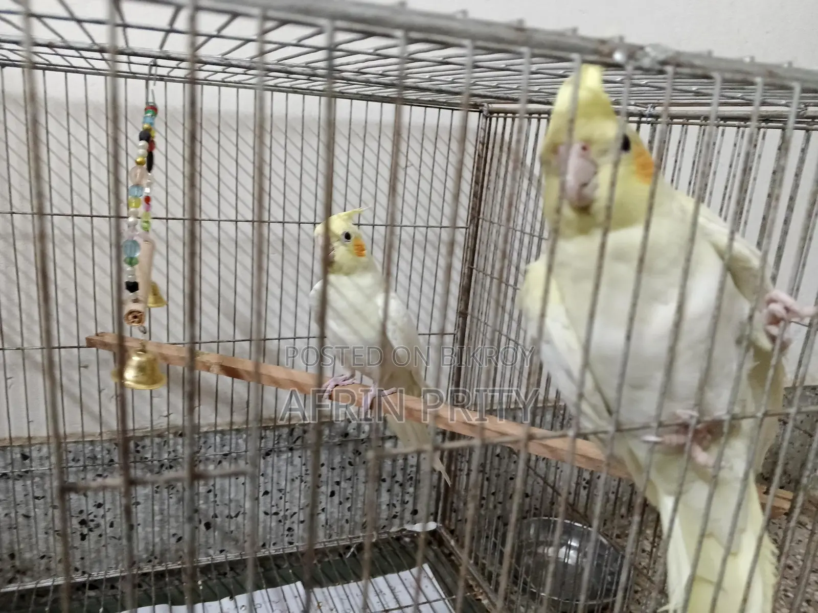 Cockatiel Bird