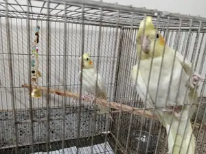 Cockatiel Bird