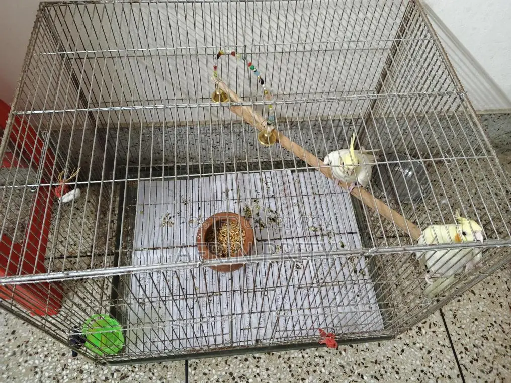 Cockatiel Bird