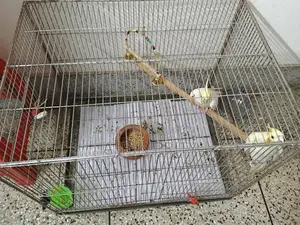 Cockatiel Bird