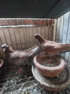 ১ জোড়া কাকাতুয়া/কবুতর বিক্রি হবে