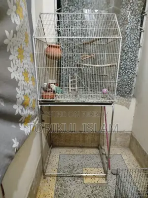 Bird Cages