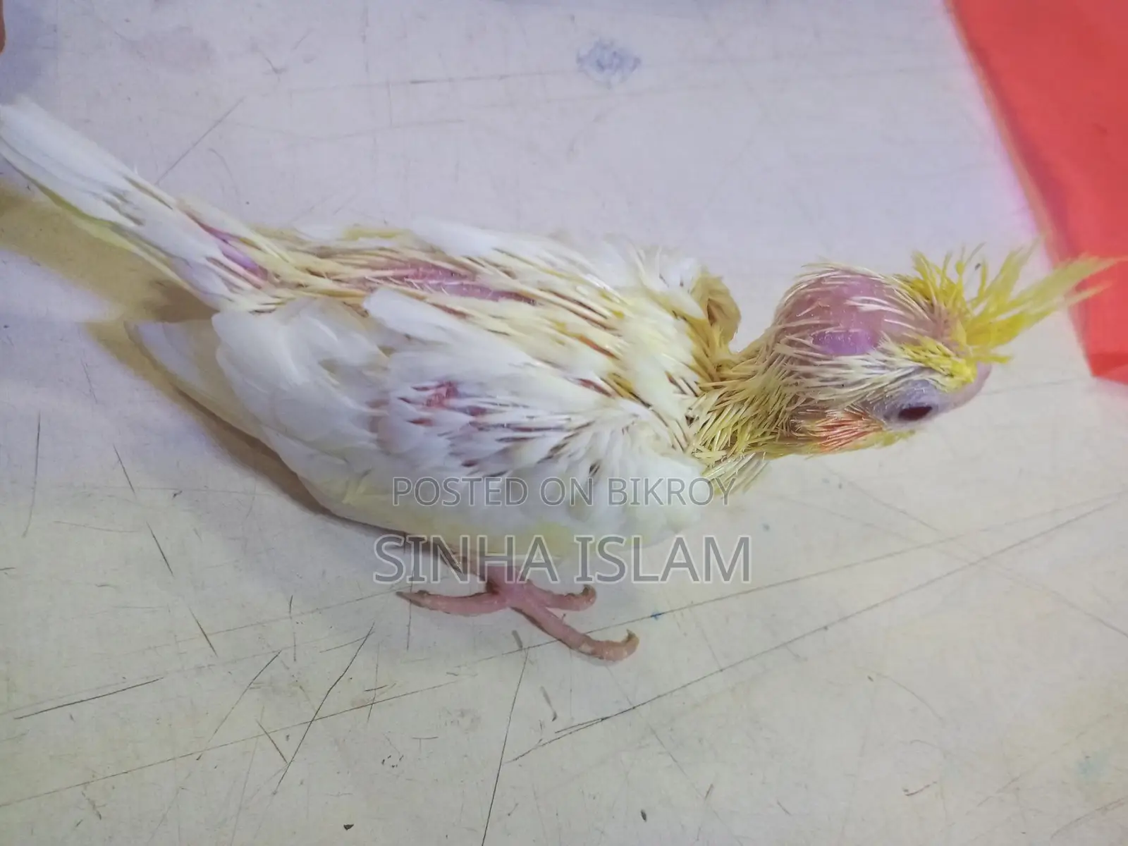Cockatiel