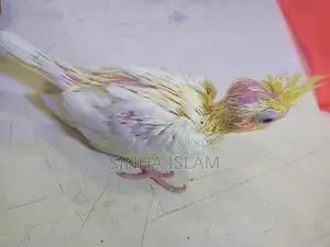 Cockatiel