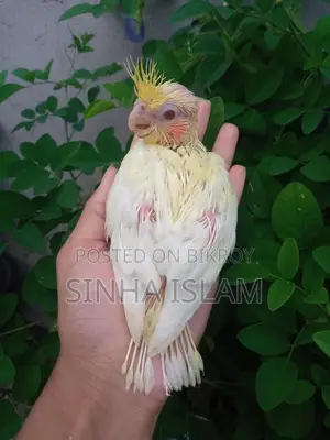 Cockatiel