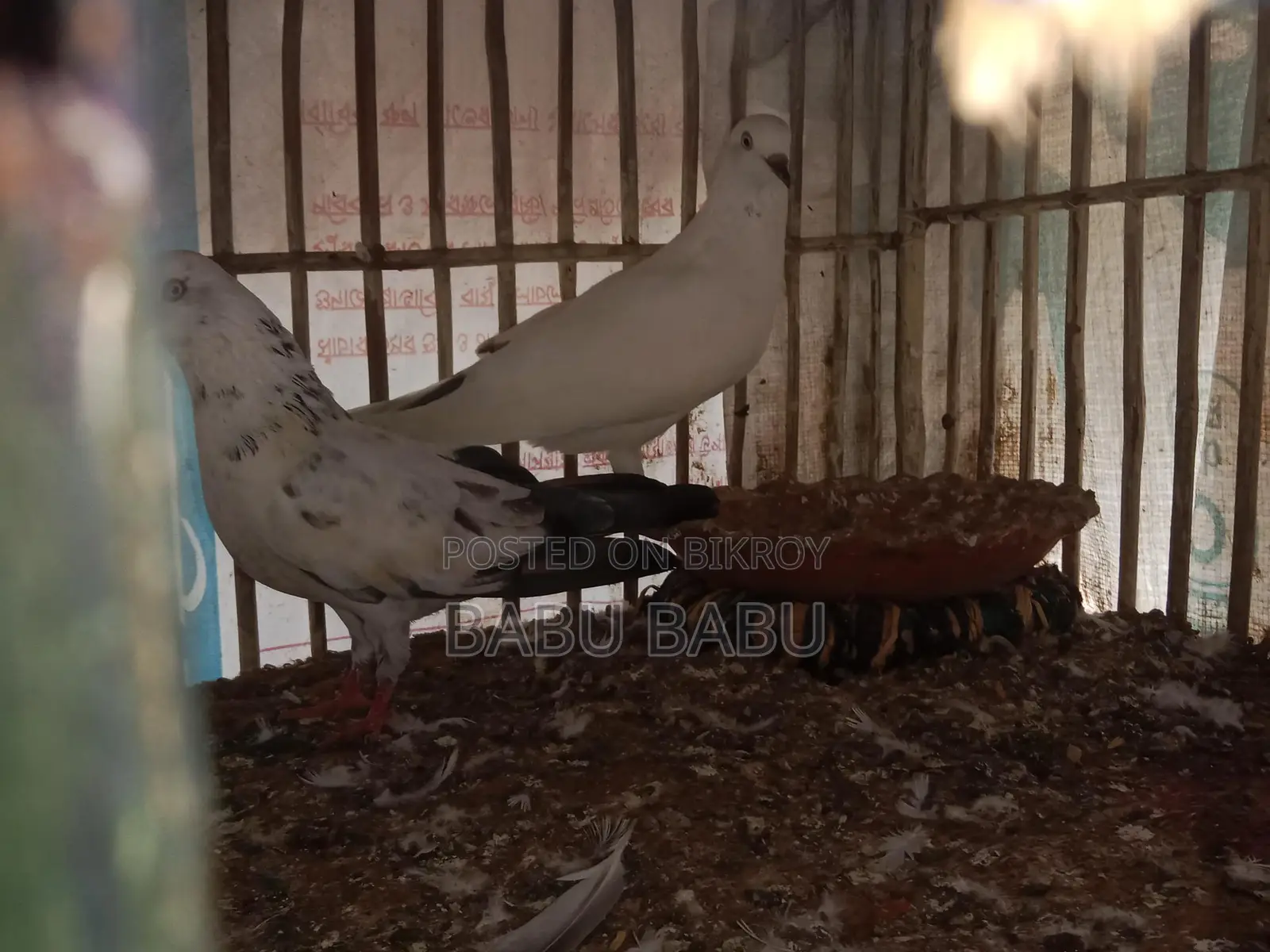 Pigeon