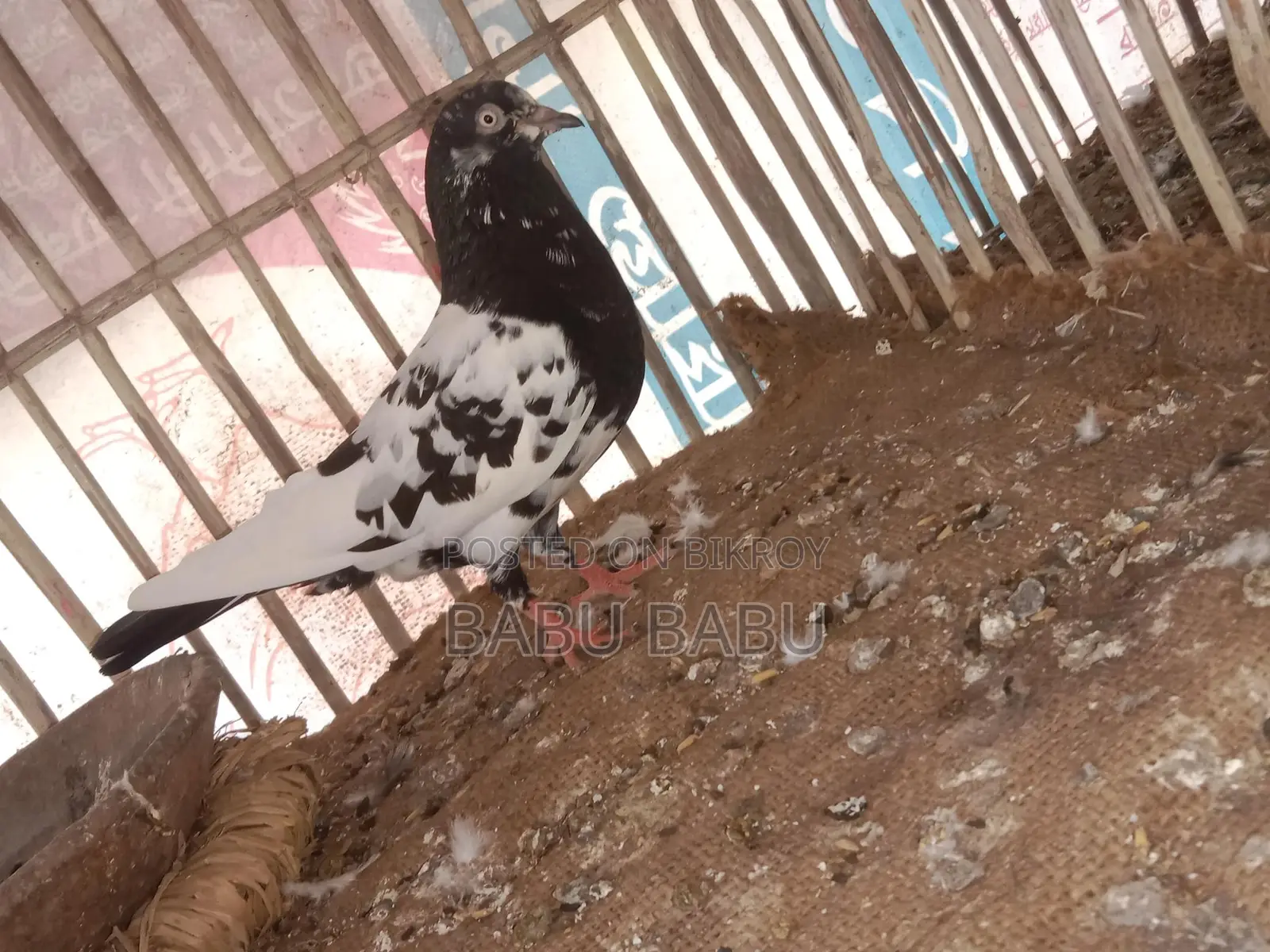 Pigeon