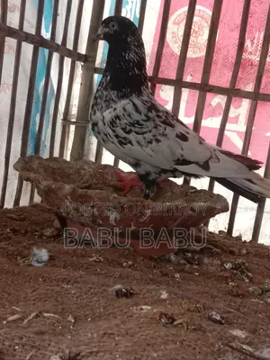 Pigeon