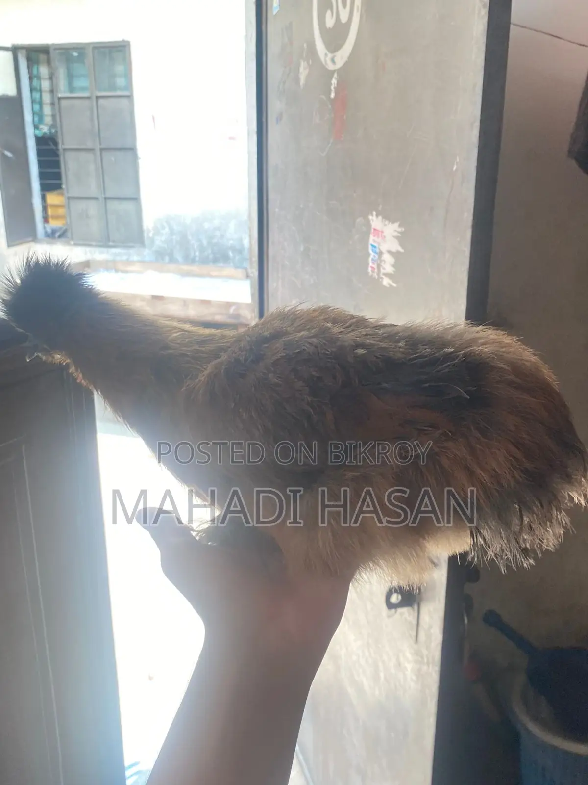 Silkie Chickens for Sale