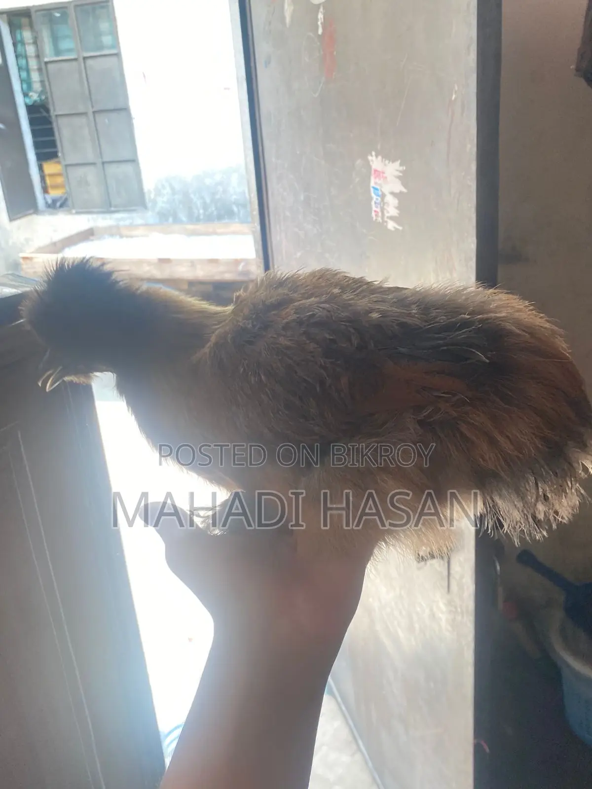 Silkie Chickens for Sale