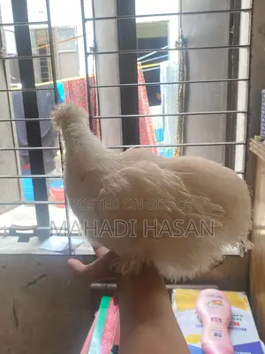Silkie Chickens for Sale