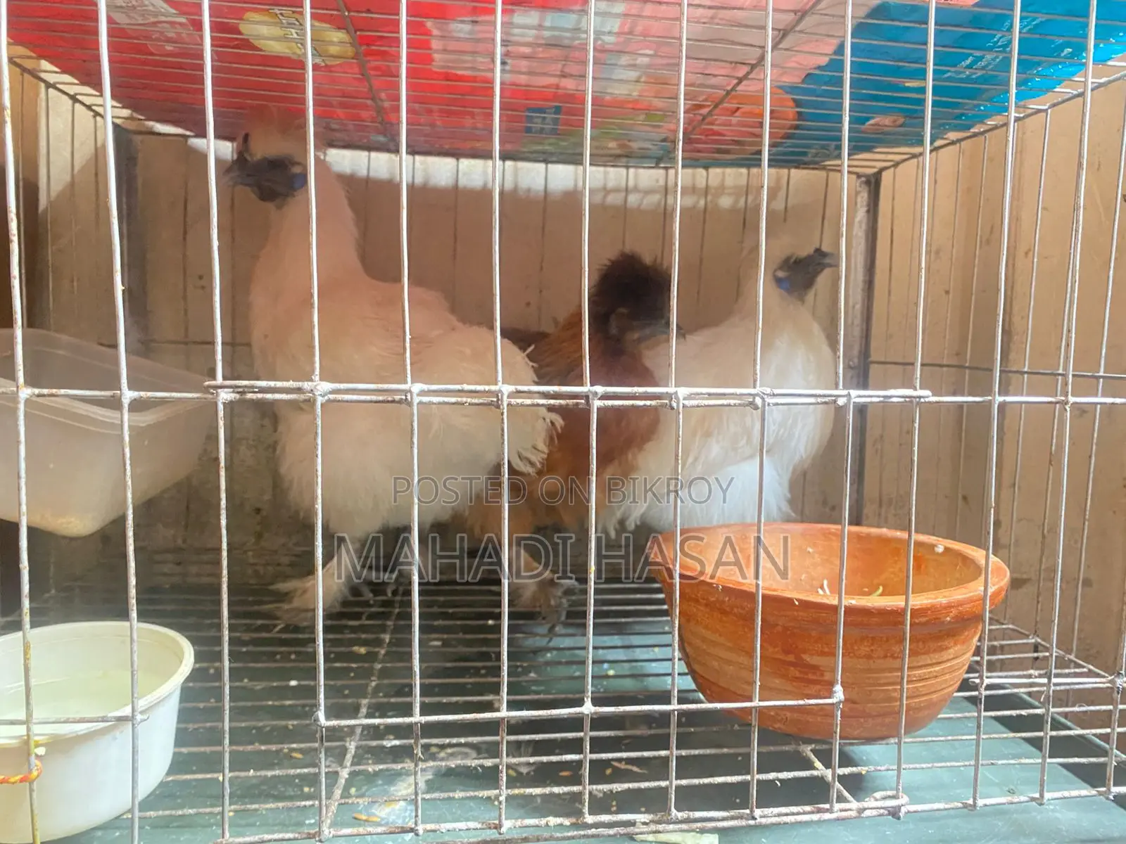 Silkie Chickens for Sale