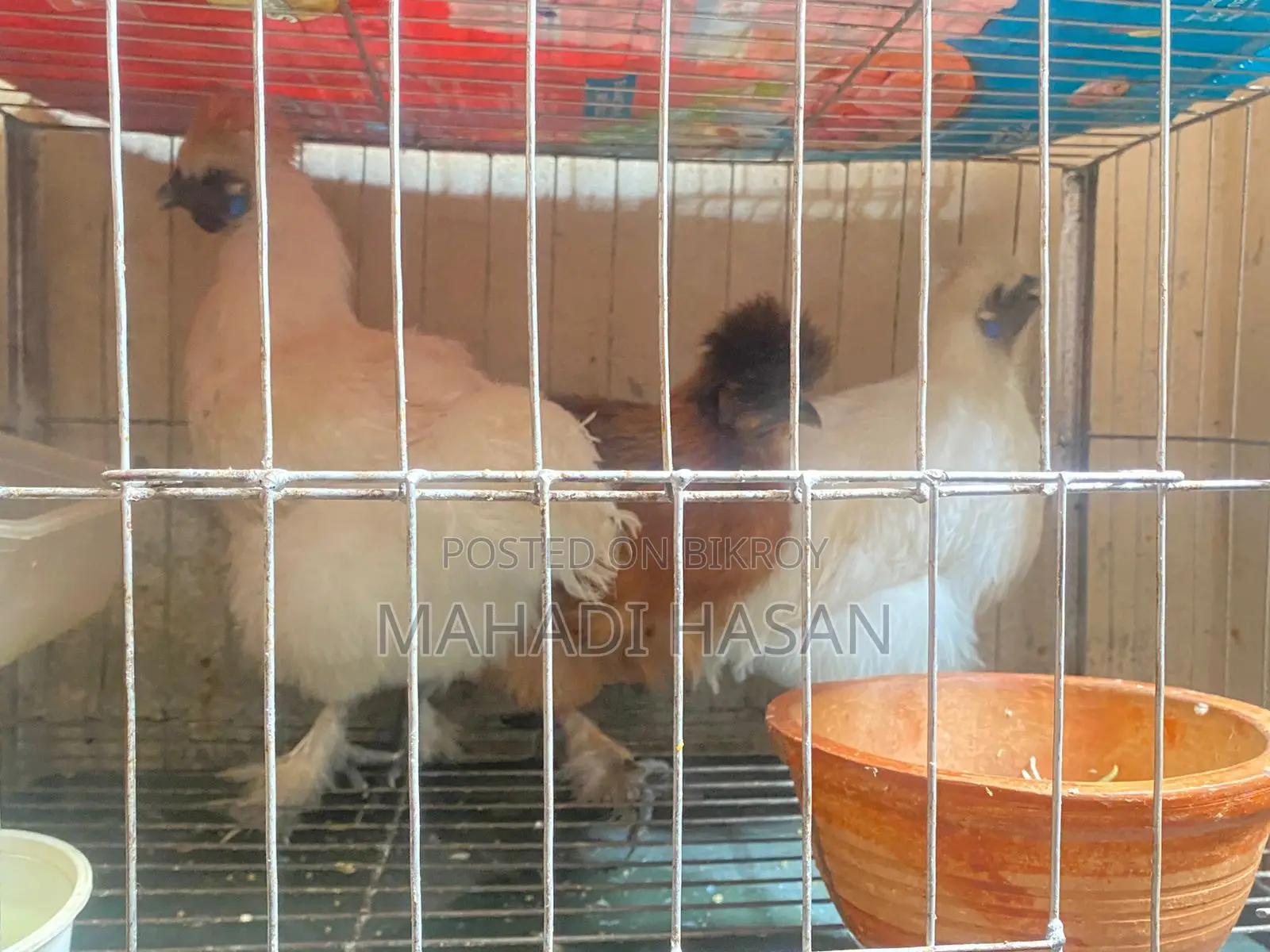 Silkie Chickens for Sale