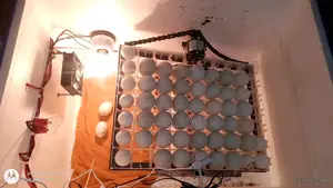 Incobator
