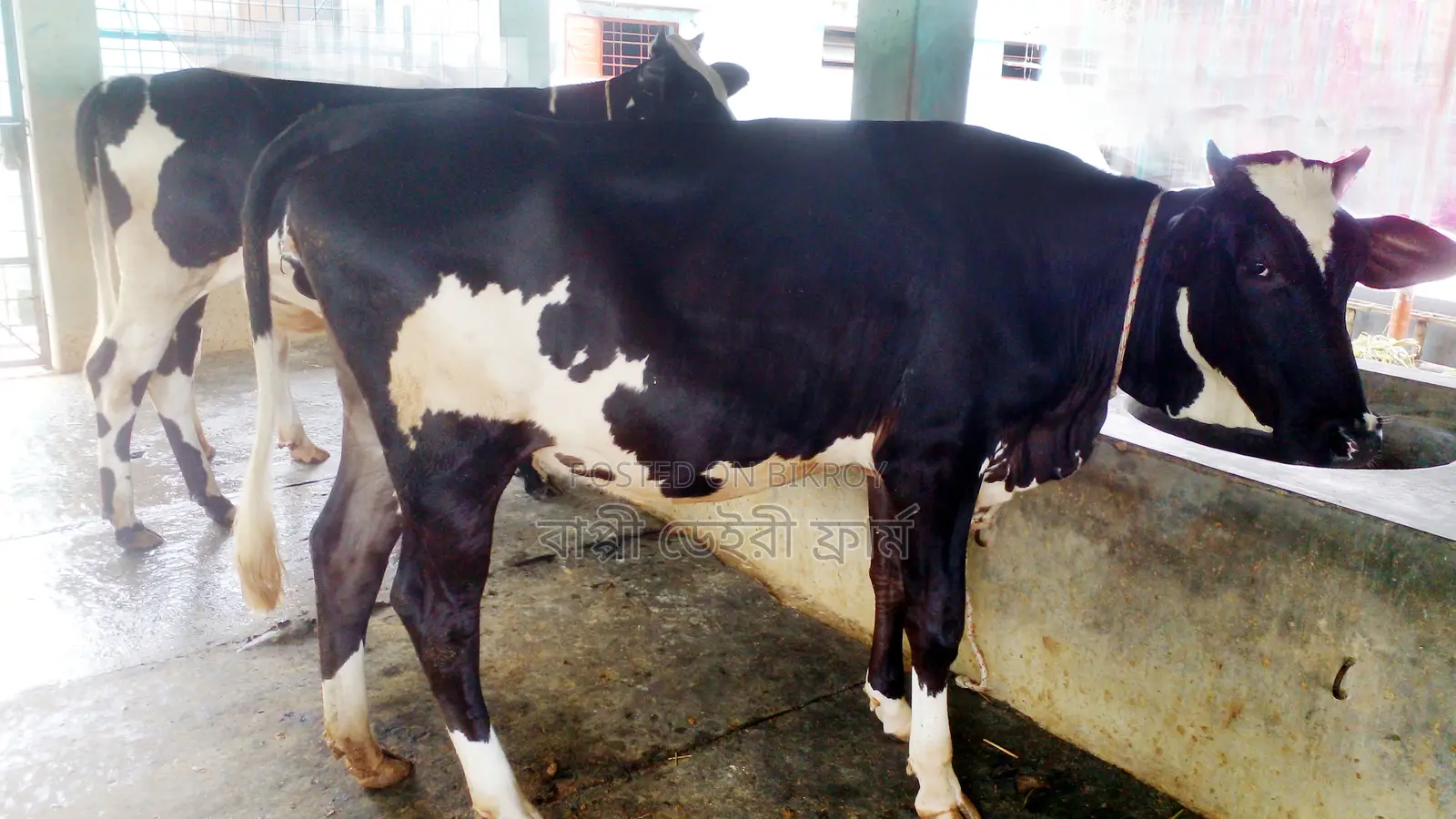 ১২০৩ নং ২টি বকনা গরু পোষার জন্য ভালো হবে।