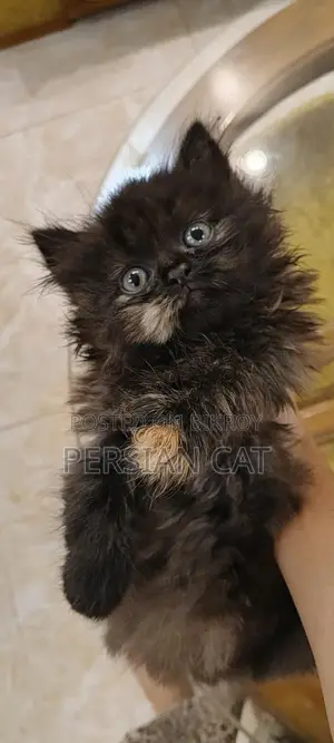 Pure Persian Cat
