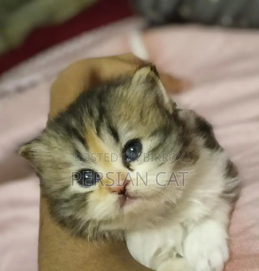 Pure Persian Cat