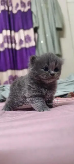 Pure Persian Cat
