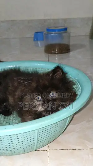 Pure Persian Cat