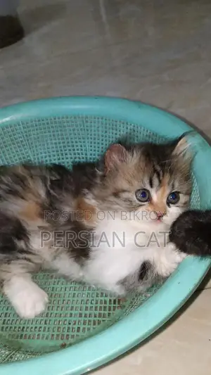 Pure Persian Cat