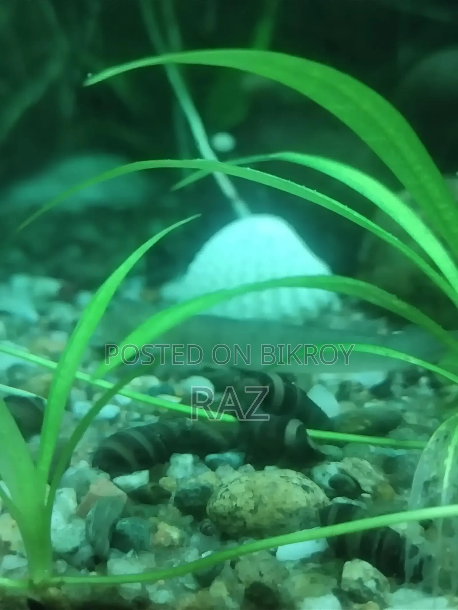 Aquarium snail