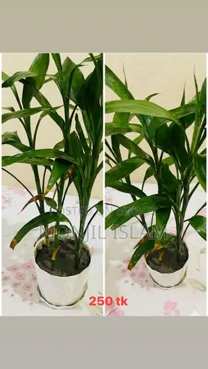 সবুজ ছোঁয়া 🌿 ( 👉🏻 প্রতিটি গাছের দাম ছবি নিচে দেয়া আছে)