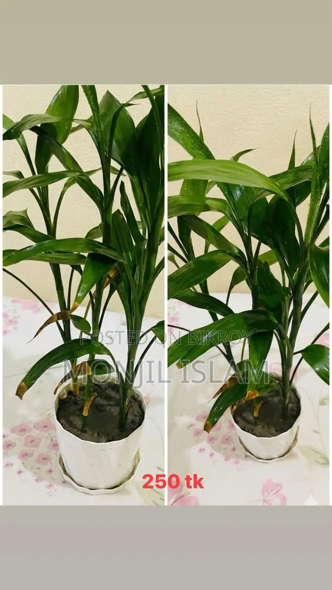 সবুজ ছোঁয়া 🌿 ( 👉🏻 প্রতিটি গাছের দাম ছবি নিচে দেয়া আছে)