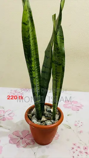 সবুজ ছোঁয়া 🌿 ( 👉🏻 প্রতিটি গাছের দাম ছবি নিচে দেয়া আছে)