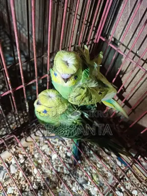 জেপি ও ককটেল বেবি