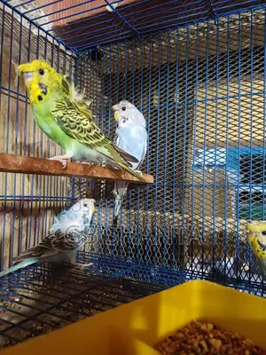জেপি ও ককটেল বেবি