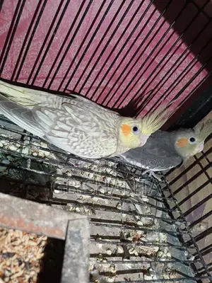 জেপি ও ককটেল বেবি