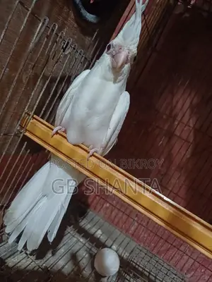 জেপি ও ককটেল বেবি