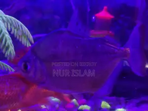 ডলার ফিশ