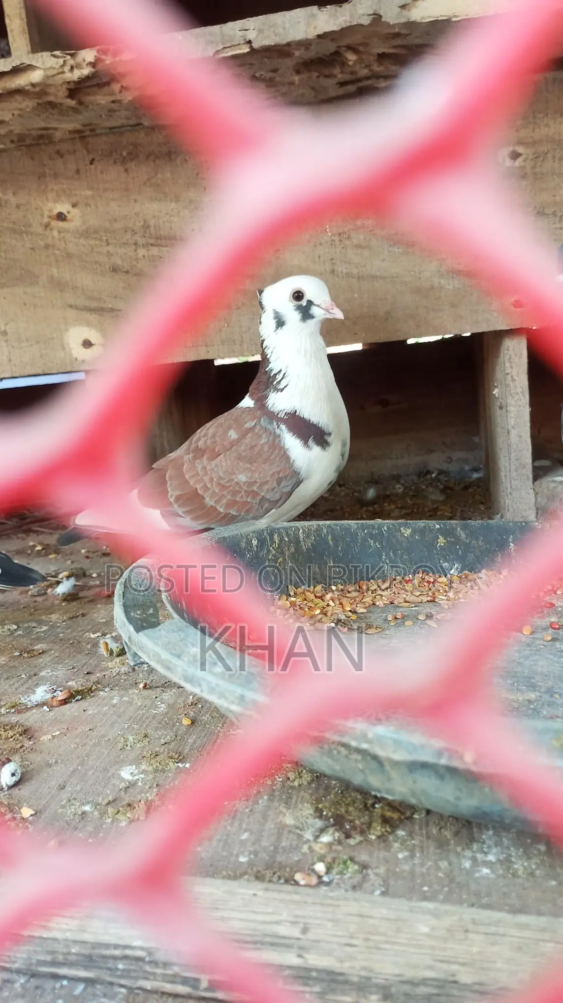 মাদি কবুতর লাগবে বাংলা ১ টি বা দুটি