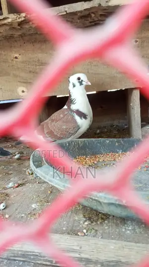 Looking for 1 or 2 female pigeons