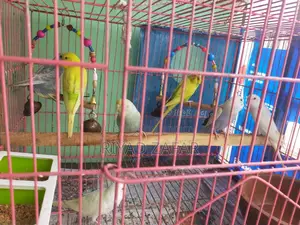 Young Adult Budgie Birds