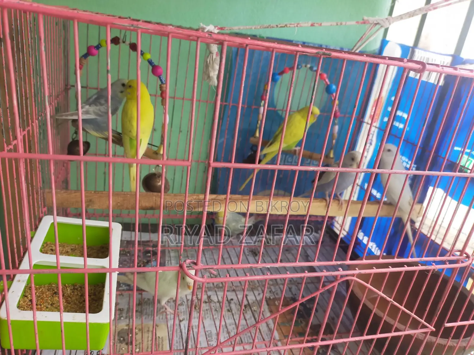 Young Adult Budgie Birds