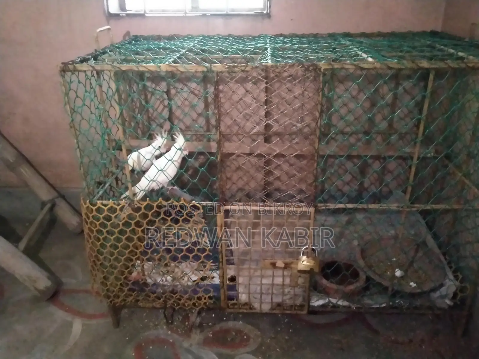 Pigeon Cage