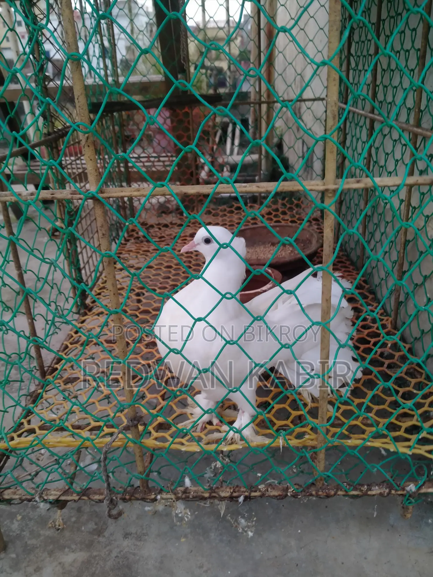 Pigeon Cage
