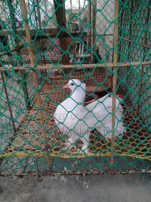 Pigeon Cage