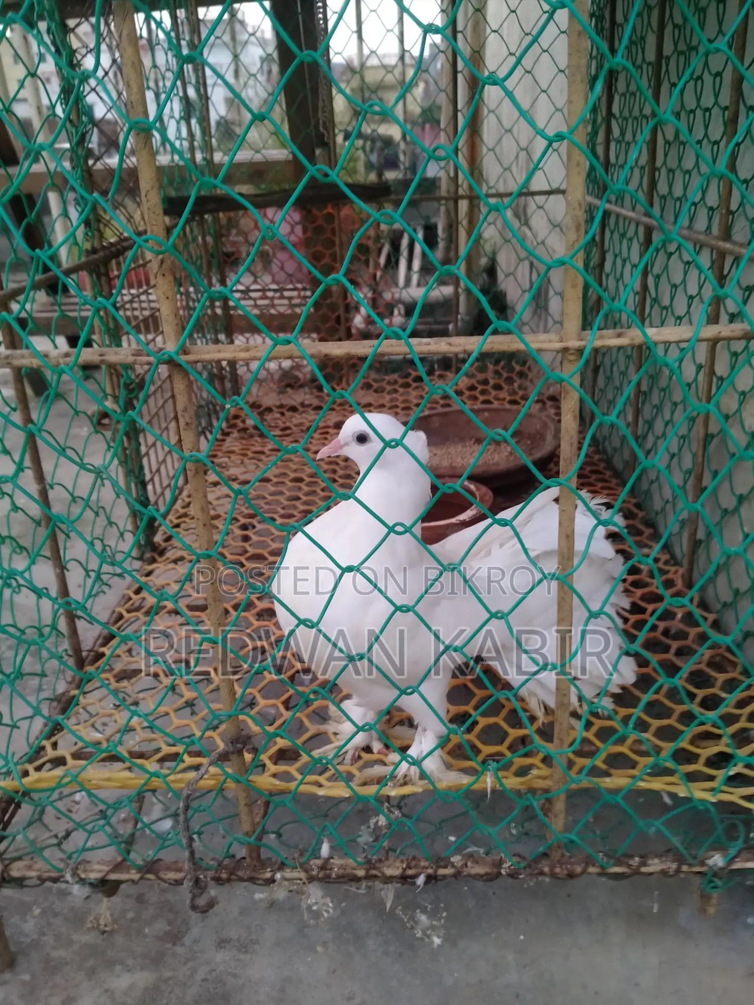 Pigeon Cage